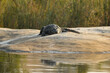 Crocodile - African crocodile basking in the sun