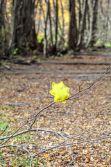 Wall Mural - toy  in  the  shape  of  a  sun hidden  in  the  forest