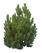 © forestdigital - Conifer bush cutout, isolated on white background