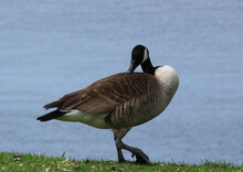 Canadian Goose On The Shore