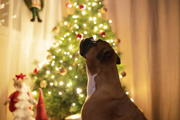 Sticker - Closeup shot of a cute dog looking at the illuminated Christmas tree