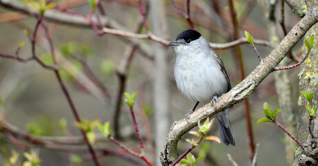 Sticker - Mönchsgrasmücke - Männchen // Eurasian blackcap - male (Sylvia atricapilla)