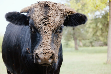 Wall Mural - portrait of a young bull cow with funny face covered in mud.