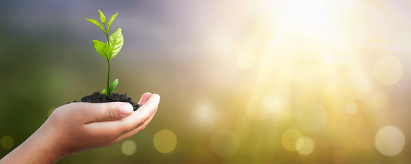 World environment day concept: Human hand holding small tree over blurred agriculture field background