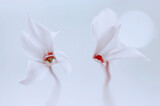 Fototapeta Kwiaty - Kwiaty Cyklameny perskie  (Cyclamen persicum Mill.)