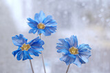 Fototapeta Kwiaty - Niebieskie kwiaty Nemophila