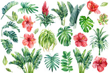 Set Of Tropical Leaves Palm, Succulents, Aloe, Strelitzia And Hibiscus Flowers. Watercolor Illustration