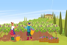 Plantation French Provence Wine Production, Farmer Harvesting Grape Fruit Berry, European Farmhouse Flat Vector Illustration.