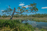 Fototapeta Pomosty - Wetlands at Jekyll island, Georgia