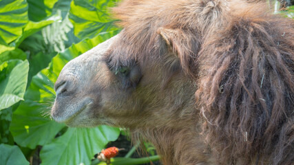 Two-humped Camel looking into the distance 2