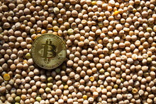 Bitcoin Against The Background Of Yellow Peas, Buying Food With Bitcoins.