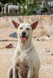 © Wilfried Strang/Wirestock - Selective focus shot of a white street dog in Thailand