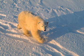 Poster - Polar bear cub in Canadian Arctic