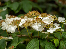 Flowers And Buds On A Japanese Snowball Bush