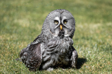 Fototapete - A great grey grey owl standing on grass and looking forward with eyes wide open