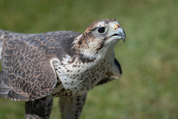 Poster - close up portrait of a saker falcon as it stands on grass and points its head up looking intensely 