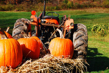 Pumpkins Take An Autumn Tractor Ride On A Farm In New England