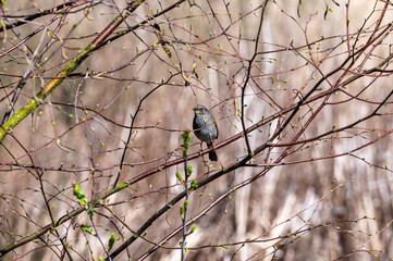 Dunnock, Prunella modularis, perched in early spring tree branches