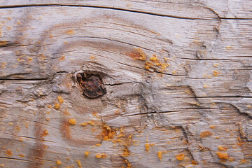 Wall Mural - Old textured wood planks, close-up with background natural patterns. Wooden background with knots and cracks beautiful wooden texture. Growth rings. 