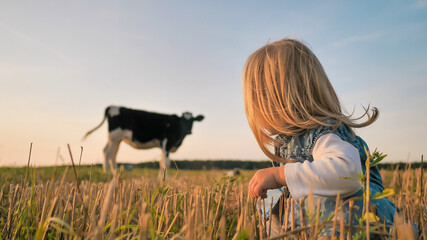 A little girl looks at a young cow in a field on a warm summer evening.