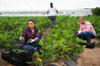 © JackF - Team of farmers work together harvesting zucchini on the field