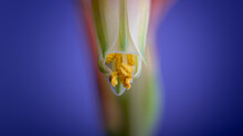 Gros Plan Macro Sur Une Fleure D'Aloe Vera Et Ses étamines Pleines De Pollen