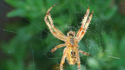 spider in a web 4k