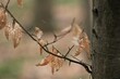 Suche, zeszłoroczne liście buka w obiektywie makro wiosną / Dry last year's beech leaves in a macro lens in spring