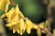 Żółte kwiaty forsycji w obiektywie makro wiosną / Yellow flowers of forsythia in a macro lens in spring