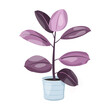 Fikus - egzotyczne liście w odcieniach fioletu w błękitnej doniczce. Botaniczna ilustracja tropikalnej rośliny na białym tle.