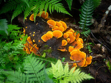 Orange Bracket Fungus On Log With Surrounding Ferns