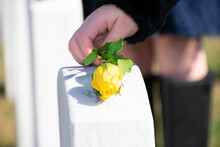 Yellow Rose Being Layed Onto A Gravestone At Arlington National Cemetery