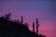 Silhouette of cactus plants against the purple sunset sky