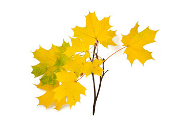 Wall Mural - Autumn branch with yellow maple leaves isolated on a white background.