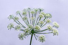 Insects Crawling On The Umbellate Inflorescence Of The Hemlock, Isolated On A Light Background. White Flowers Of A Growing Toxic Plant Close-up