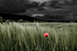 Beautiful poppy flower alone in a green grassy field under a monochrome dark cloudy sky