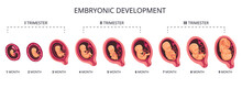 Embryo Month Stage Growth, Fetal Development Vector Flat Infographic Icons. Medical Illustration Of Foetus Cycle From 1 To 9 Month To Birth And Combined Into Trimesters
