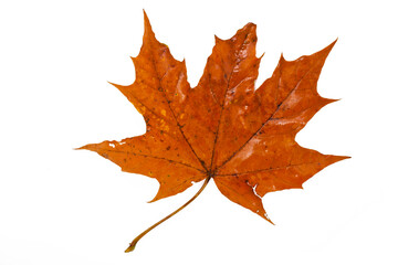 Wall Mural - Colorful brown autumn maple leaf isolated on a white background. Top view.