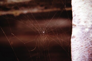 spider web in the morning