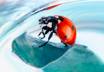 Extreme macro shots, Beautiful ladybug on flower leaf defocused background.