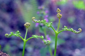 Poster - Detail of young leaves of common bracken (Pteridium aquilinum)