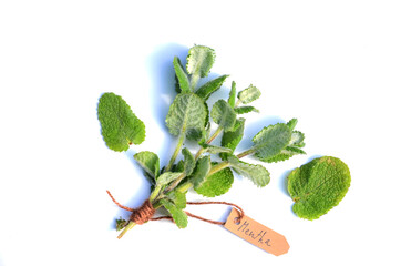 Poster - Medicinal plants: bouquet of mint (Mentha) on a white background