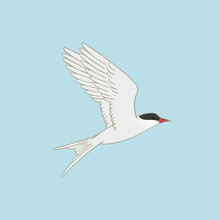 Arctic Tern Vector Illustration On Blue Background. Flying White Bird With Red Beak