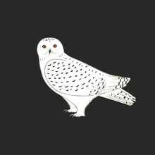 Polar Owl Illustration On Dark Background. White Or Snowy Owl Realistic Vector