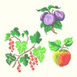vector art embroidery fruits and berries