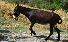 Donkey Walk Alone On Hill In İmbros Island, Gökçeada.