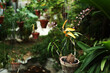 Hanging Orchid Plants in Garden of Bungalow