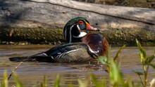 
Wood Duck On The Lake
