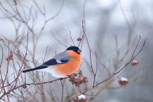 Bullfinch Sitting On A Branch And Eating