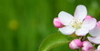 Apfelbaumblüten im Frühling in Südtirol - isoliert und freigestellt vor grünen Hintergrund - Banner für Web